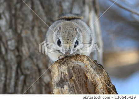 北海道冬季公園裡，一隻西伯利亞飛鼠白天坐在樹枝上 130646429