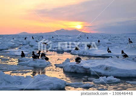 Steller's sea eagles and white-tailed eagles resting on drift ice with the morning glow in the background off the coast of Rausu, Hokkaido Steller's sea eagles and white-tailed eagles resting on drift ice with the morning glow in the background off the coast of Rausu, Hokkaido 130646448