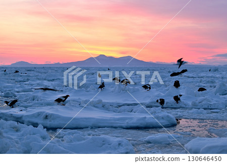 在北海道羅臼海岸的晨曦中,虎頭海鵰和白尾海鵰在流冰上休息 在北海道羅臼海岸的晨曦中,虎頭海鵰和白尾海鵰在流冰上休息 130646450
