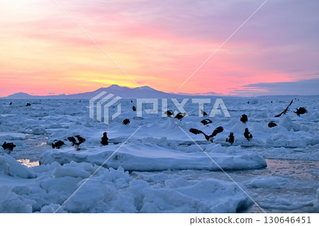 Steller's sea eagles and white-tailed eagles resting on drift ice with the morning glow in the background off the coast of Rausu, Hokkaido Steller's sea eagles and white-tailed eagles resting on drift ice with the morning glow in the background off the coast of Rausu, Hokkaido 130646451