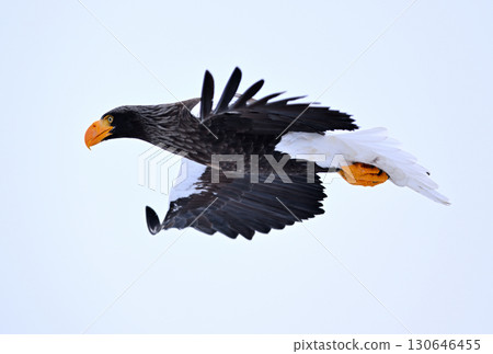 一隻虎頭海雕在北海道羅臼海岸附近飛翔 130646455