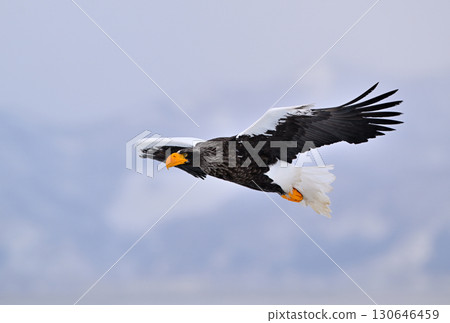 A Steller's sea eagle flying off the coast of Rausu, Hokkaido 130646459
