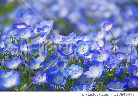 Nemophila（三重縣桑名市名花村） 130646475