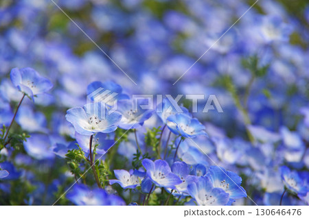 Nemophila（三重縣桑名市名花村） 130646476
