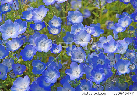 Nemophila (Nabana Village, Kuwana City, Mie Prefecture) Nemophila (Nabana Village, Kuwana City, Mie Prefecture) 130646477