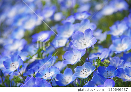Nemophila (Nabana Village, Kuwana City, Mie Prefecture) 130646487