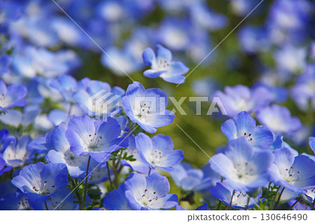 Nemophila(三重縣桑名市名花村) Nemophila(三重縣桑名市名花村) 130646490