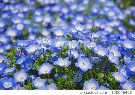 Nemophila (Nabana Village, Kuwana City, Mie Prefecture) 130646498