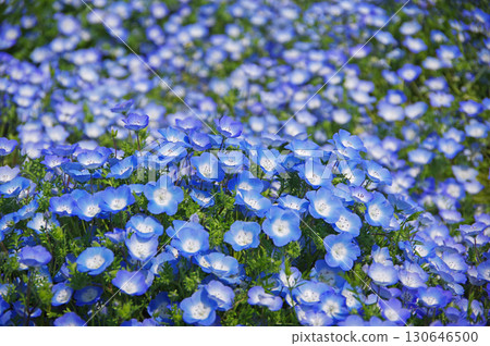Nemophila (Nabana Village, Kuwana City, Mie Prefecture) 130646500