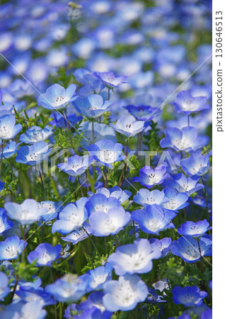 Nemophila(三重縣桑名市名花村) Nemophila(三重縣桑名市名花村) 130646513