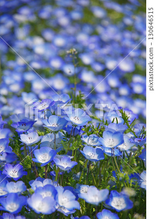Nemophila (Nabana Village, Kuwana City, Mie Prefecture) Nemophila (Nabana Village, Kuwana City, Mie Prefecture) 130646515
