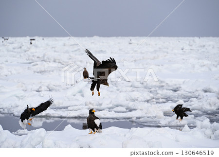 A Steller's sea eagle flying over drift ice off the coast of Rausu, Hokkaido A Steller's sea eagle flying over drift ice off the coast of Rausu, Hokkaido 130646519