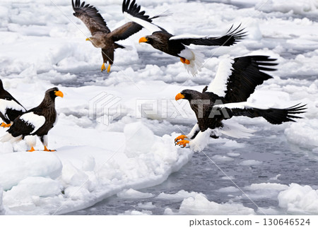 A Steller's sea eagle flying over drift ice off the coast of Rausu, Hokkaido 130646524