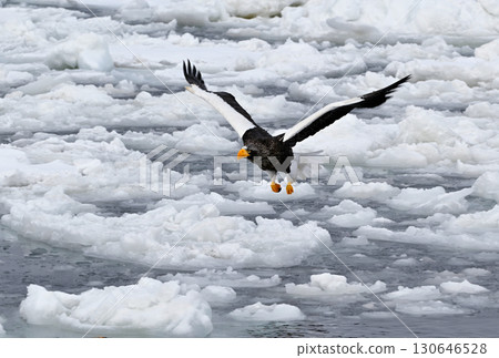 A Steller's sea eagle flying over drift ice off the coast of Rausu, Hokkaido A Steller's sea eagle flying over drift ice off the coast of Rausu, Hokkaido 130646528