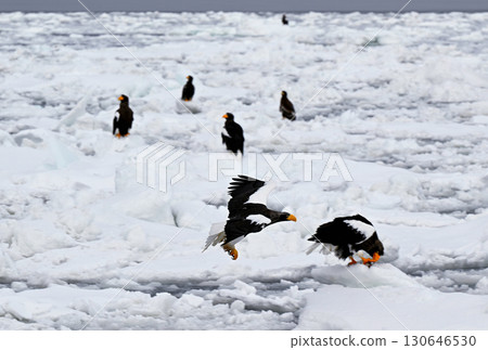 一隻虎頭海雕飛過北海道羅臼海岸的流冰 130646530