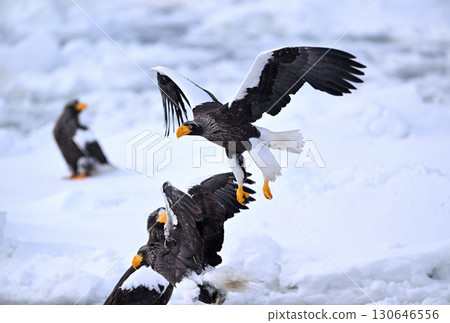 一隻虎頭海雕飛過北海道羅臼海岸的流冰 130646556