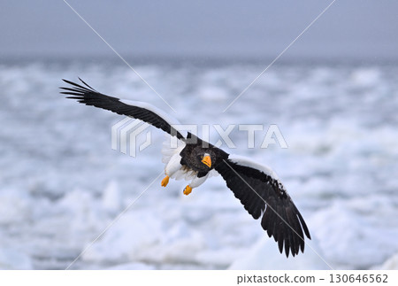 A Steller's sea eagle flying over drift ice off the coast of Rausu, Hokkaido 130646562