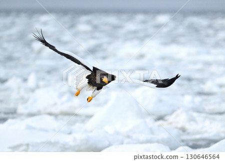 A Steller's sea eagle flying over drift ice off the coast of Rausu, Hokkaido 130646564