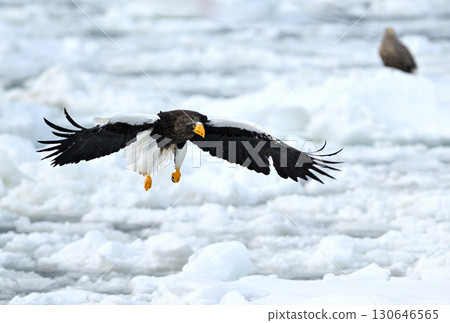 一隻虎頭海雕飛過北海道羅臼海岸的流冰 130646565