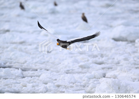 A Steller's sea eagle flying over drift ice off the coast of Rausu, Hokkaido 130646574