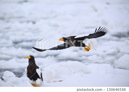A Steller's sea eagle flying over drift ice off the coast of Rausu, Hokkaido 130646586
