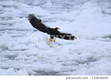 A Steller's sea eagle flying over drift ice off the coast of Rausu, Hokkaido A Steller's sea eagle flying over drift ice off the coast of Rausu, Hokkaido 130646605