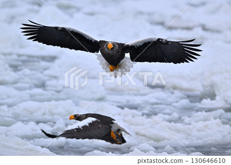 一隻虎頭海雕飛過北海道羅臼海岸的流冰 130646610