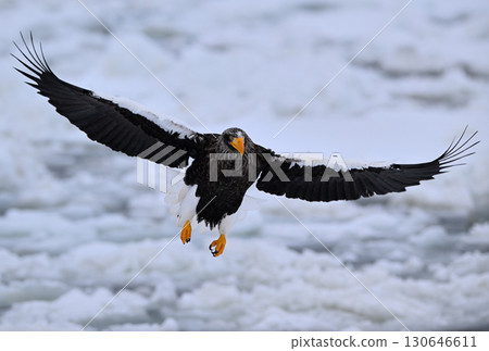 A Steller's sea eagle flying over drift ice off the coast of Rausu, Hokkaido A Steller's sea eagle flying over drift ice off the coast of Rausu, Hokkaido 130646611