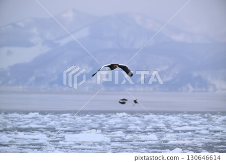一隻虎頭海雕飛過北海道羅臼海岸的流冰 一隻虎頭海雕飛過北海道羅臼海岸的流冰 130646614