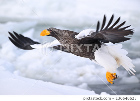 A Steller's sea eagle flying over drift ice off the coast of Rausu, Hokkaido A Steller's sea eagle flying over drift ice off the coast of Rausu, Hokkaido 130646625