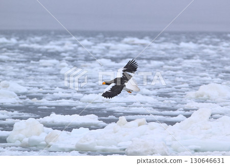 一隻虎頭海雕飛過北海道羅臼海岸的流冰 130646631