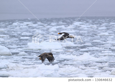 一隻虎頭海雕飛過北海道羅臼海岸的流冰 130646632