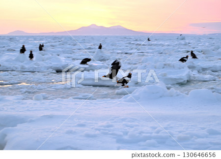 A Steller's sea eagle flying over drift ice off the coast of Rausu, Hokkaido, in the early morning A Steller's sea eagle flying over drift ice off the coast of Rausu, Hokkaido, in the early morning 130646656