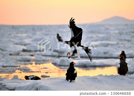 A Steller's sea eagle flying over drift ice off the coast of Rausu, Hokkaido, in the early morning A Steller's sea eagle flying over drift ice off the coast of Rausu, Hokkaido, in the early morning 130646688