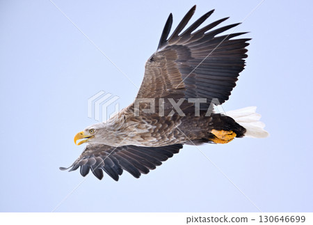 A white-tailed eagle flying off the coast of Rausu, Hokkaido 130646699