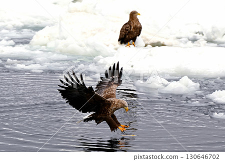 一隻白尾海鵰在北海道羅臼海岸的浮冰表面捕魚 130646702