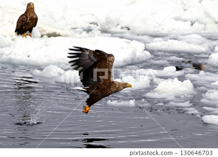 一隻白尾海鵰在北海道羅臼海岸的浮冰表面捕魚 130646703