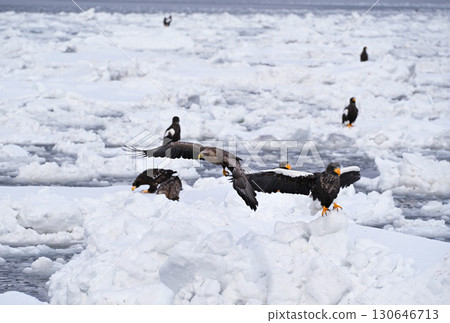 A white-tailed eagle flying over drift ice off the coast of Rausu, Hokkaido 130646713