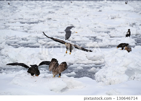 A white-tailed eagle flying over drift ice off the coast of Rausu, Hokkaido 130646714