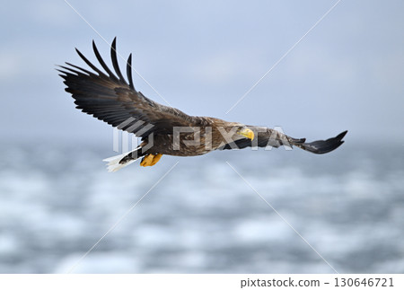 A white-tailed eagle flying over drift ice off the coast of Rausu, Hokkaido 130646721