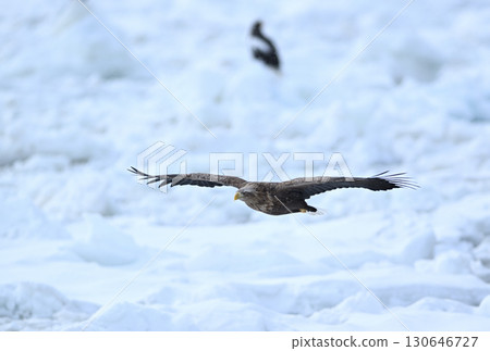 A white-tailed eagle flying over drift ice off the coast of Rausu, Hokkaido 130646727