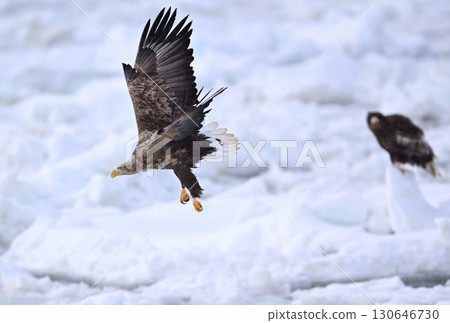 一隻白尾海鵰飛過北海道羅臼海岸的流冰 一隻白尾海鵰飛過北海道羅臼海岸的流冰 130646730