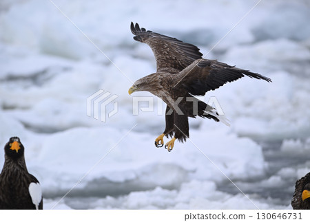 一隻白尾海鵰飛過北海道羅臼海岸的流冰 130646731