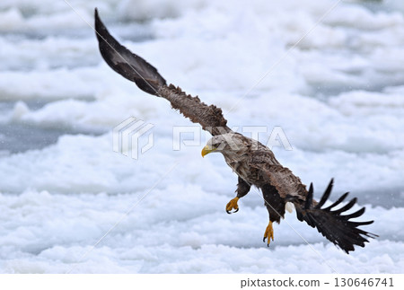 A white-tailed eagle flying over drift ice off the coast of Rausu, Hokkaido 130646741