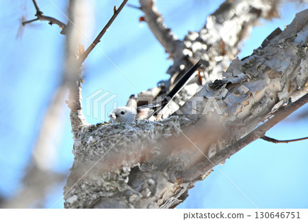 冬季，一隻長尾山雀在北海道的一座公園裡築巢 130646751