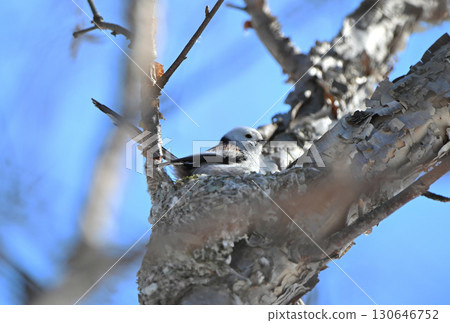 冬季，一隻長尾山雀在北海道的一座公園裡築巢 130646752