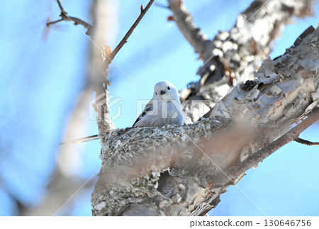 A long-tailed tit building a nest in a park in Hokkaido in winter 130646756