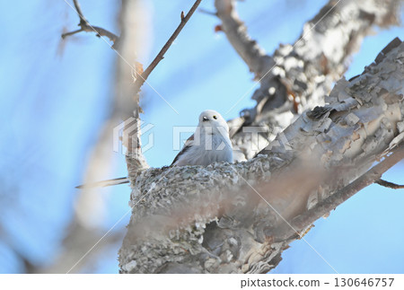 冬季，一隻長尾山雀在北海道的一座公園裡築巢 130646757