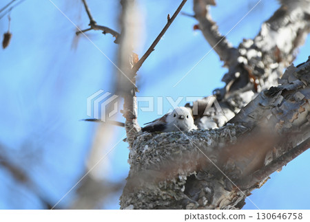 A long-tailed tit building a nest in a park in Hokkaido in winter 130646758