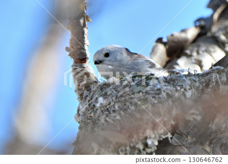 A long-tailed tit building a nest in a park in Hokkaido in winter A long-tailed tit building a nest in a park in Hokkaido in winter 130646762